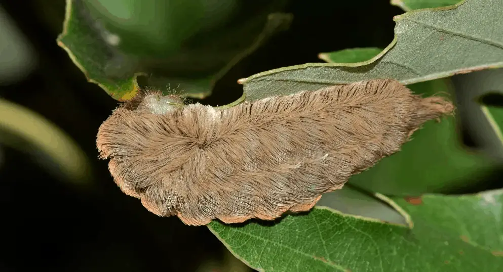 venomous caterpillar