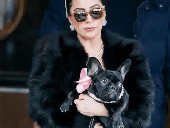 Lady Gaga Dogs stolen